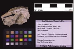 Foto (Objekt + Etiketten) von Nodoprosopon ornatum (Meyer, 1842) (NHMW-GEO-1990-0041-0063)